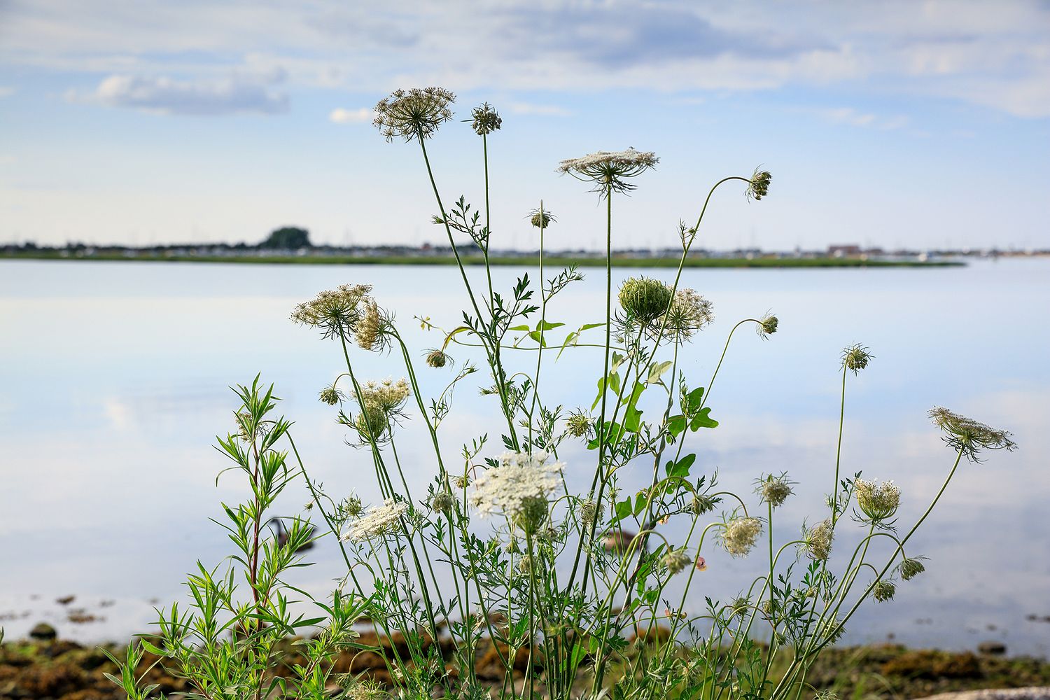 ALISON PERRY PHOTOGRAPHY