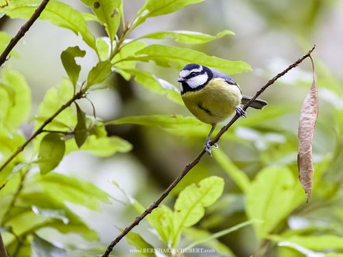 Cyanistes teneriffae - Canary blue tit
