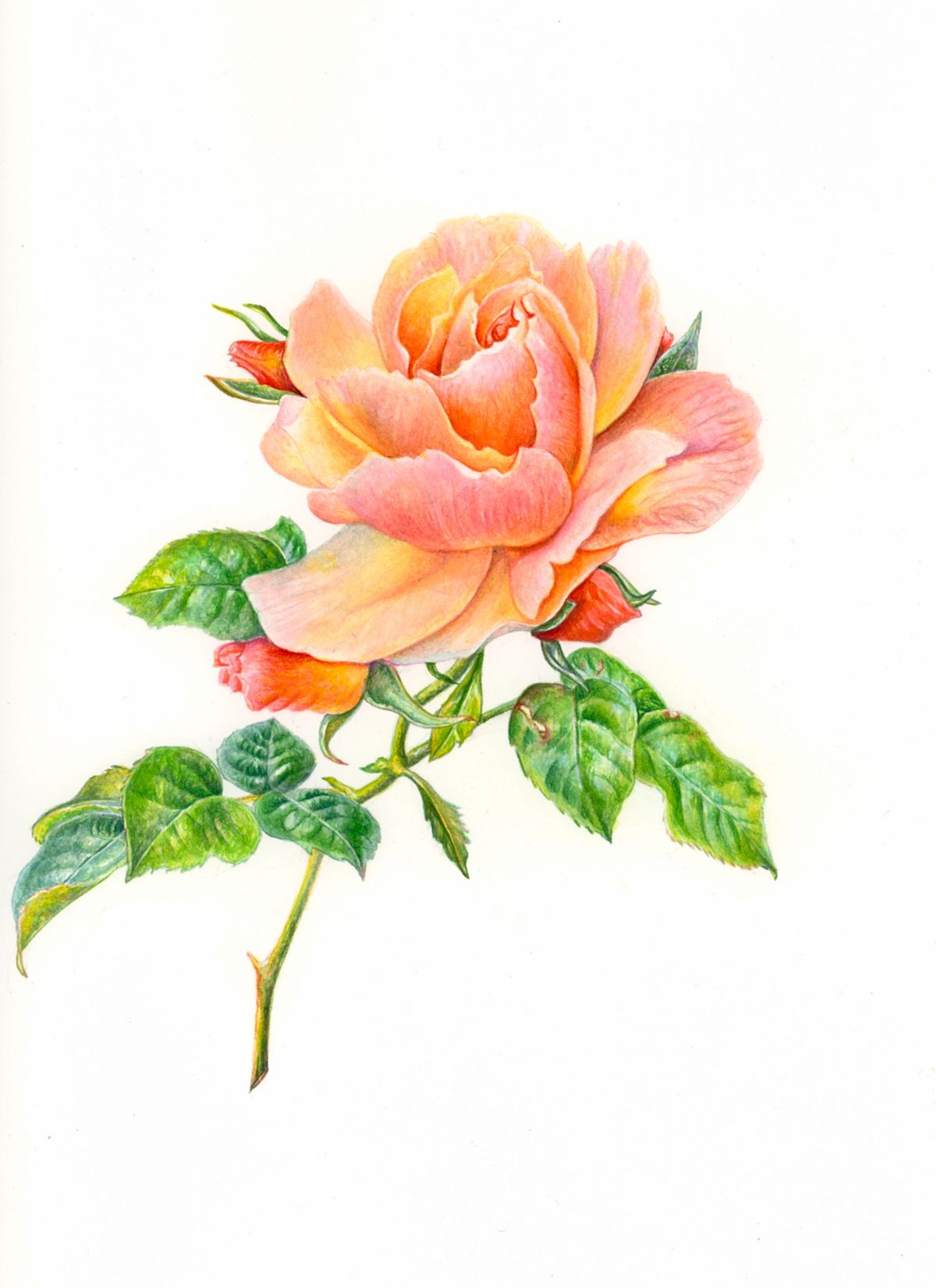 Boatnical Illustration of Rose