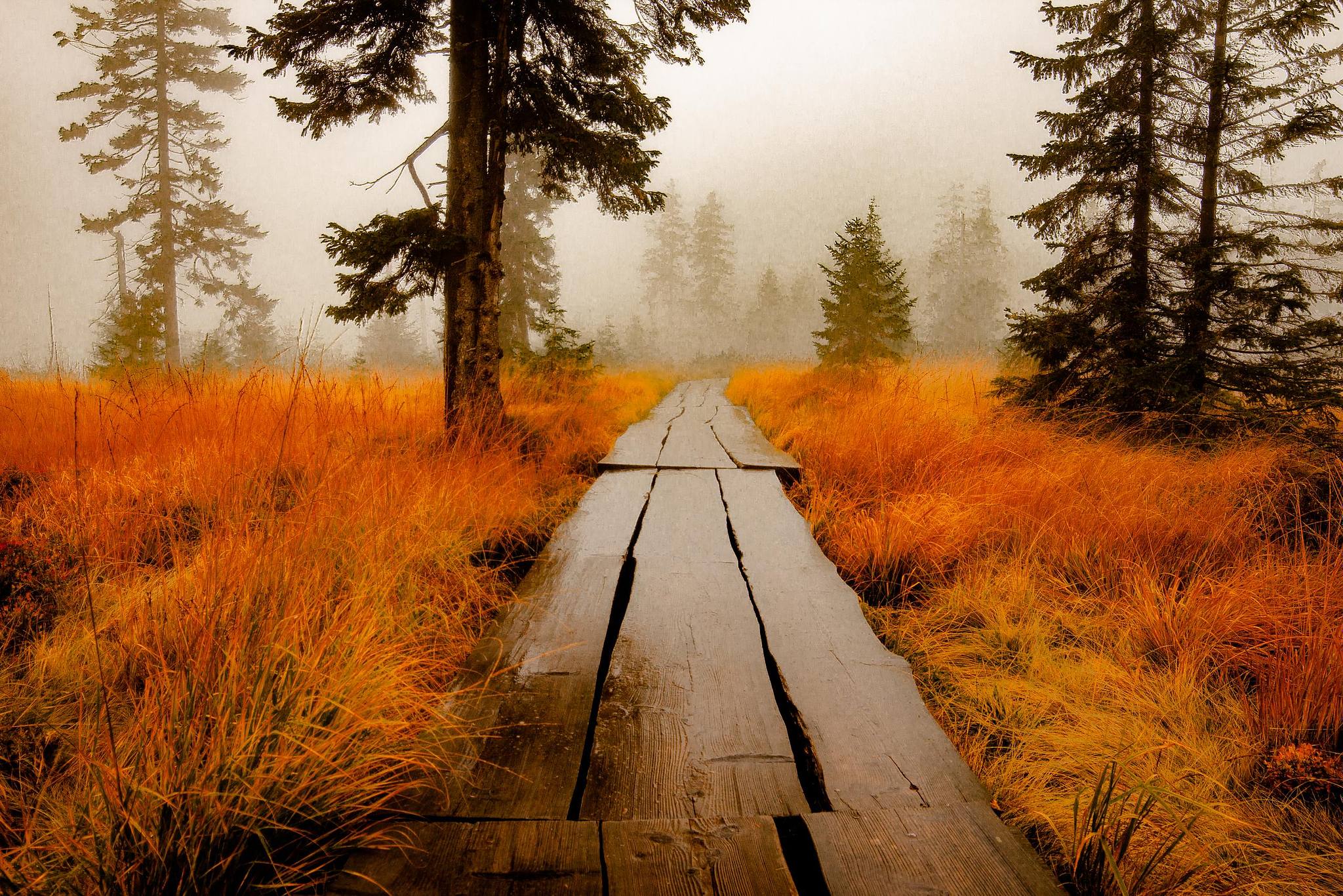 Platelage en bois traversant une lande/forêt orangée.