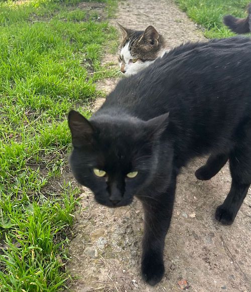 Leo (aprox. 2-3 ani)