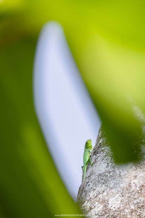 Bronchocela cf. cristatella - Borneo-Langschwanzagame