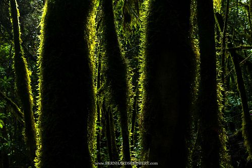 Moss backlit