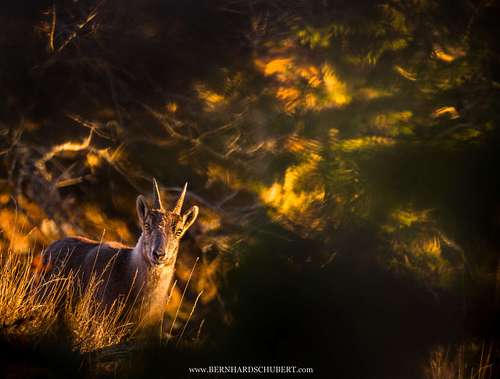 Capra ibex - Alpine ibex