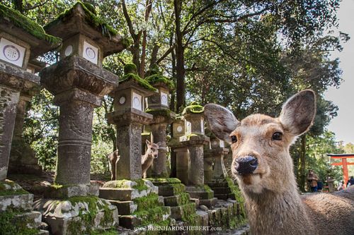 Cervus nippon centralis - Honshū sika deer
