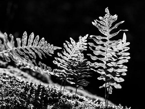 Im Waldreservat Schlossflue