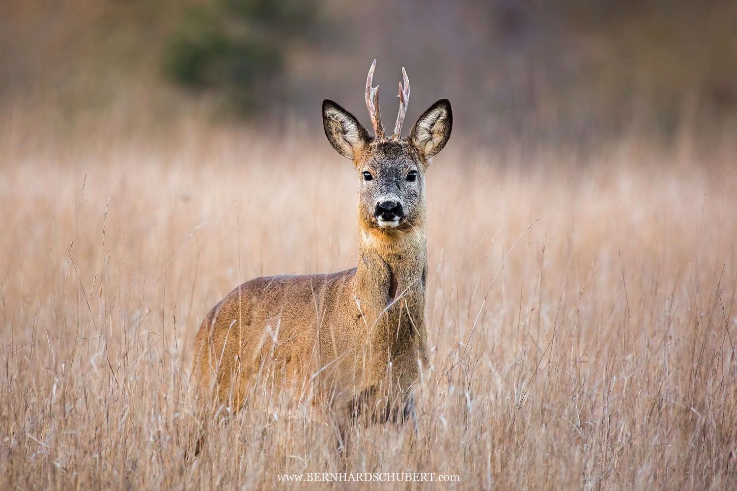 Capreolus capreolus – Reh