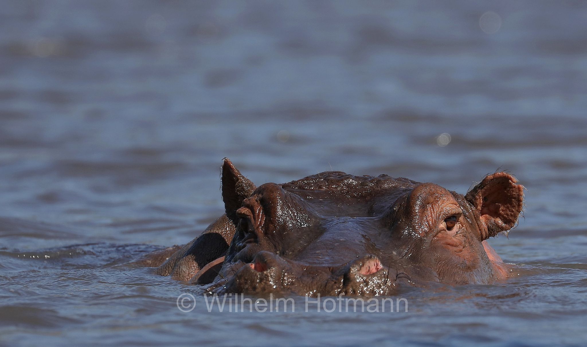 hippopotamus, hippopotamus amphibius, hippo, common hippopotamus, Nile hippopotamus, river hippopotamus, Nilpferd, Flusspferd, ippopotamo, area di conservazione di Ngorongoro, Ngorongoro Conservation Area, Ngorongoro Krater, Tanzania, Tansania