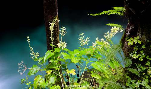 Riverside vegetation