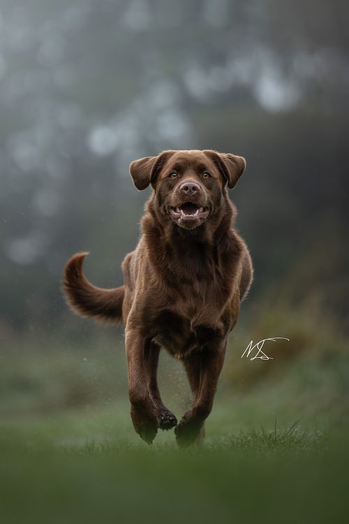 Huisdierenfotografie actiefoto Labrador x Labradoodle rennend door grasveld in Jagersplas
