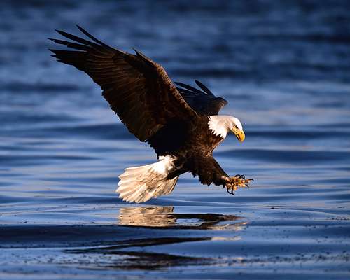 Alaska Bald Eagle Tour