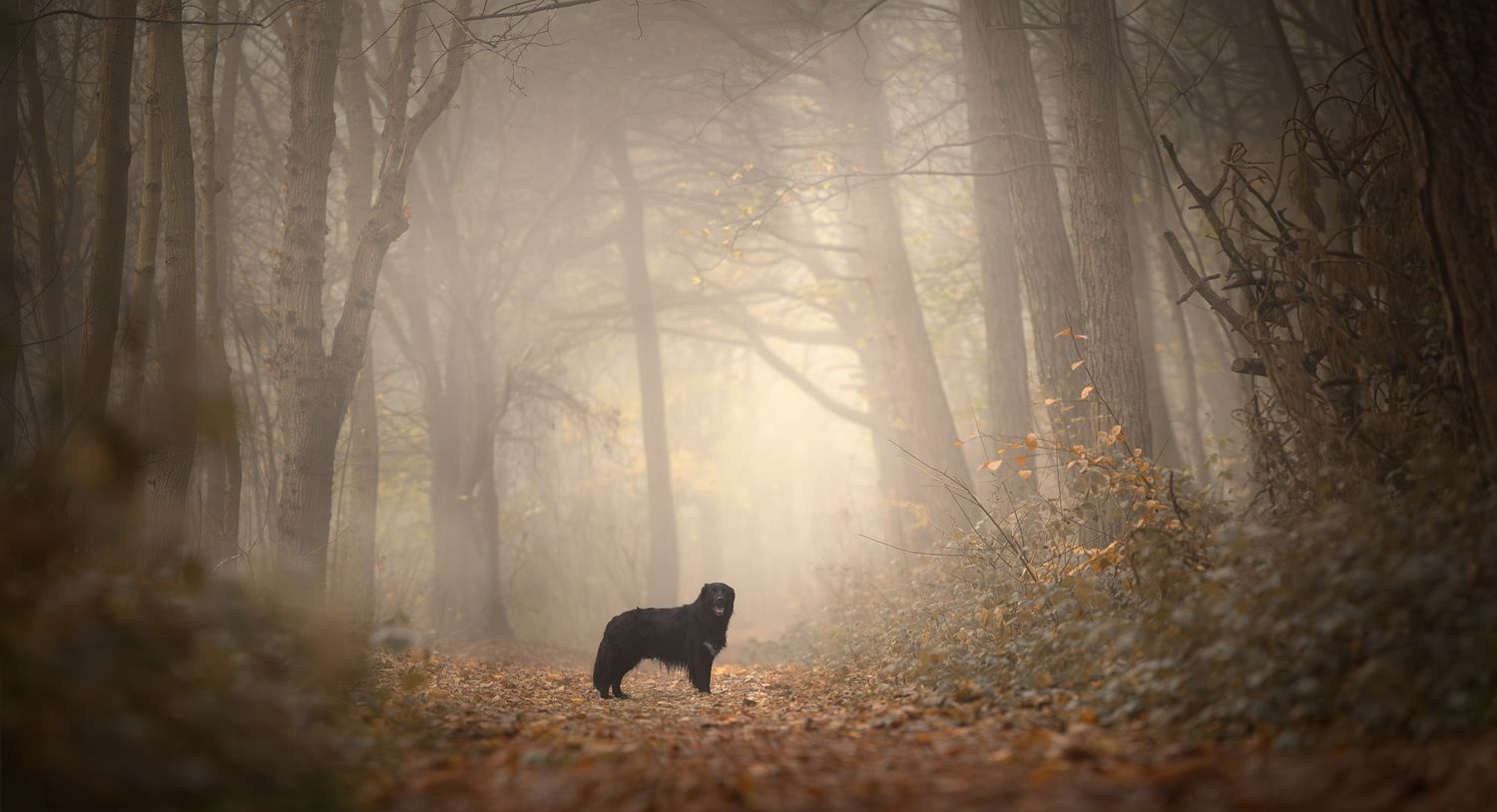 NLS Dierenfotografie