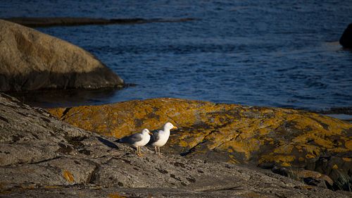 Rocky coast in Verdens Ende