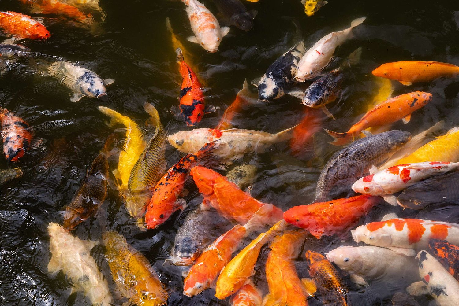Cyprinus rubrofuscus var. koi - nishikigoi
