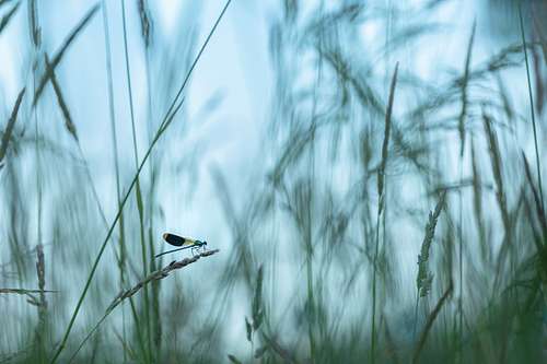 Calopteryx splendens - Banded Demoiselle