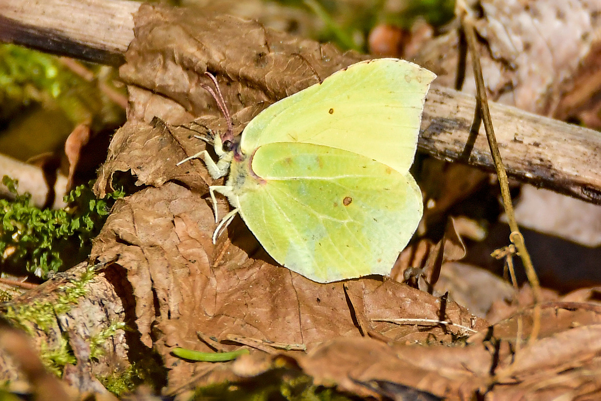 Kevadkuulutaja, lapsuliblika.