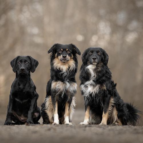 HONDEN/PUPPY'S