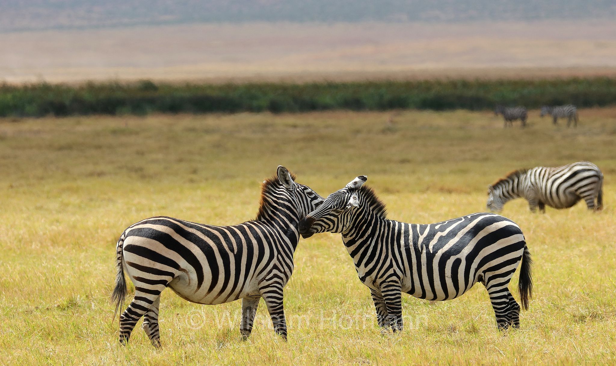 plains zebra, Steppenzebra, zebra di pianura, equus quagga, area di conservazione di Ngorongoro, Ngorongoro Conservation Area, Ngorongoro Krater, Tanzania, Tansania
