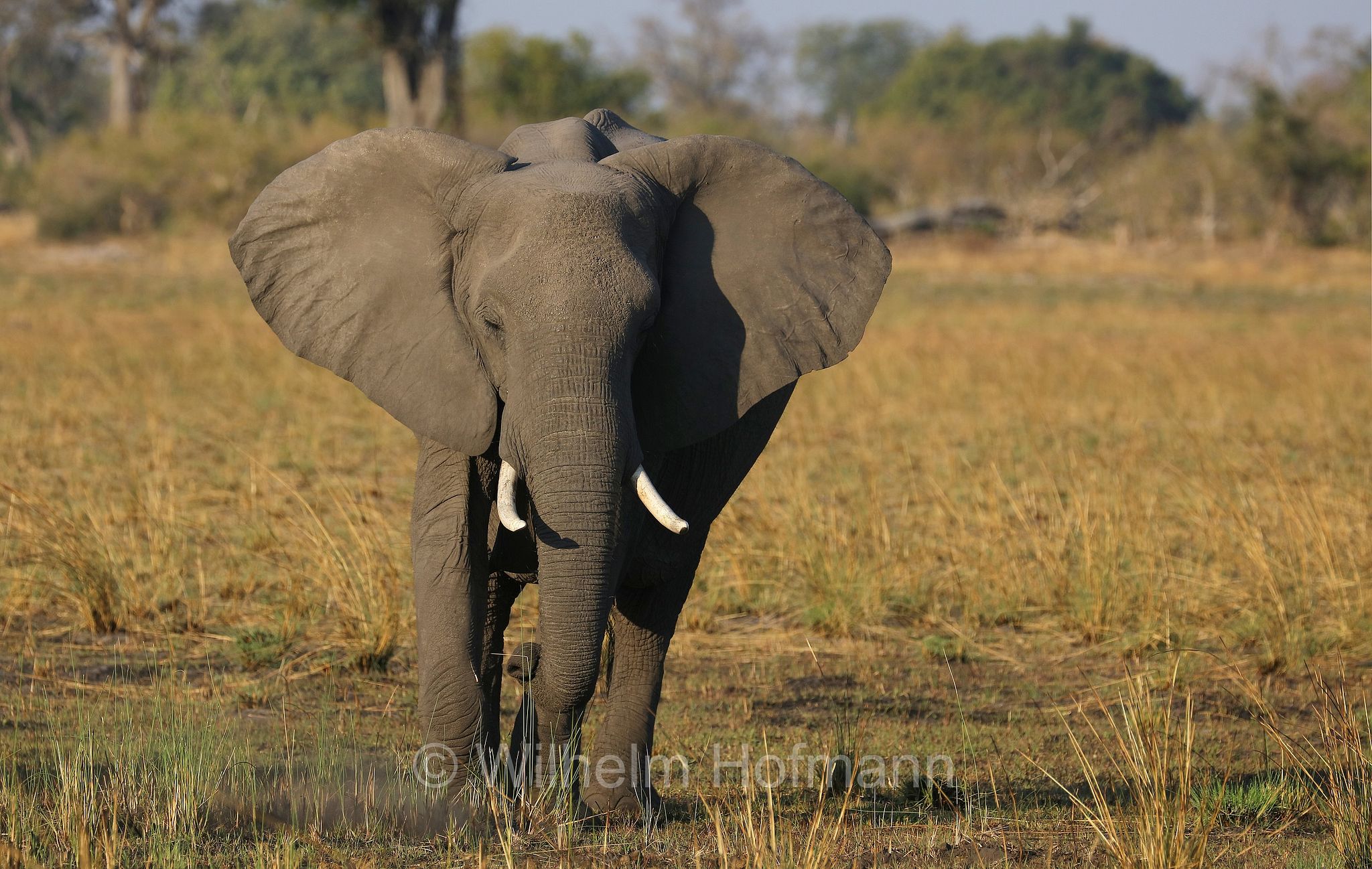 African bush elephant, African savanna elephant, Afrikanischer Elefant, Afrikanischer Buschelefant, Afrikanischer Savannenelefant, Afrikanischer Steppenelefant, elefanto africano, elefanto africano di savana, Moremi Game Reserve, Moremi-Wildreservat, Okavango Delta, Okavango Grassland, Botswana, Republik Botsuana