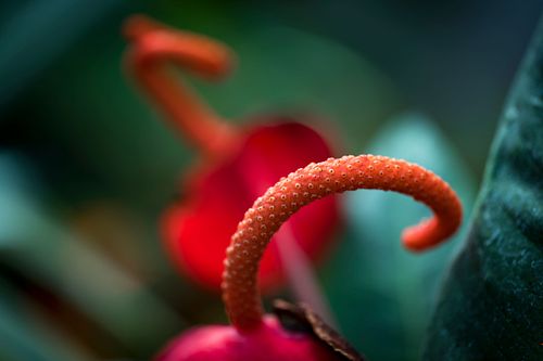 Büten auf dem Oeschberg