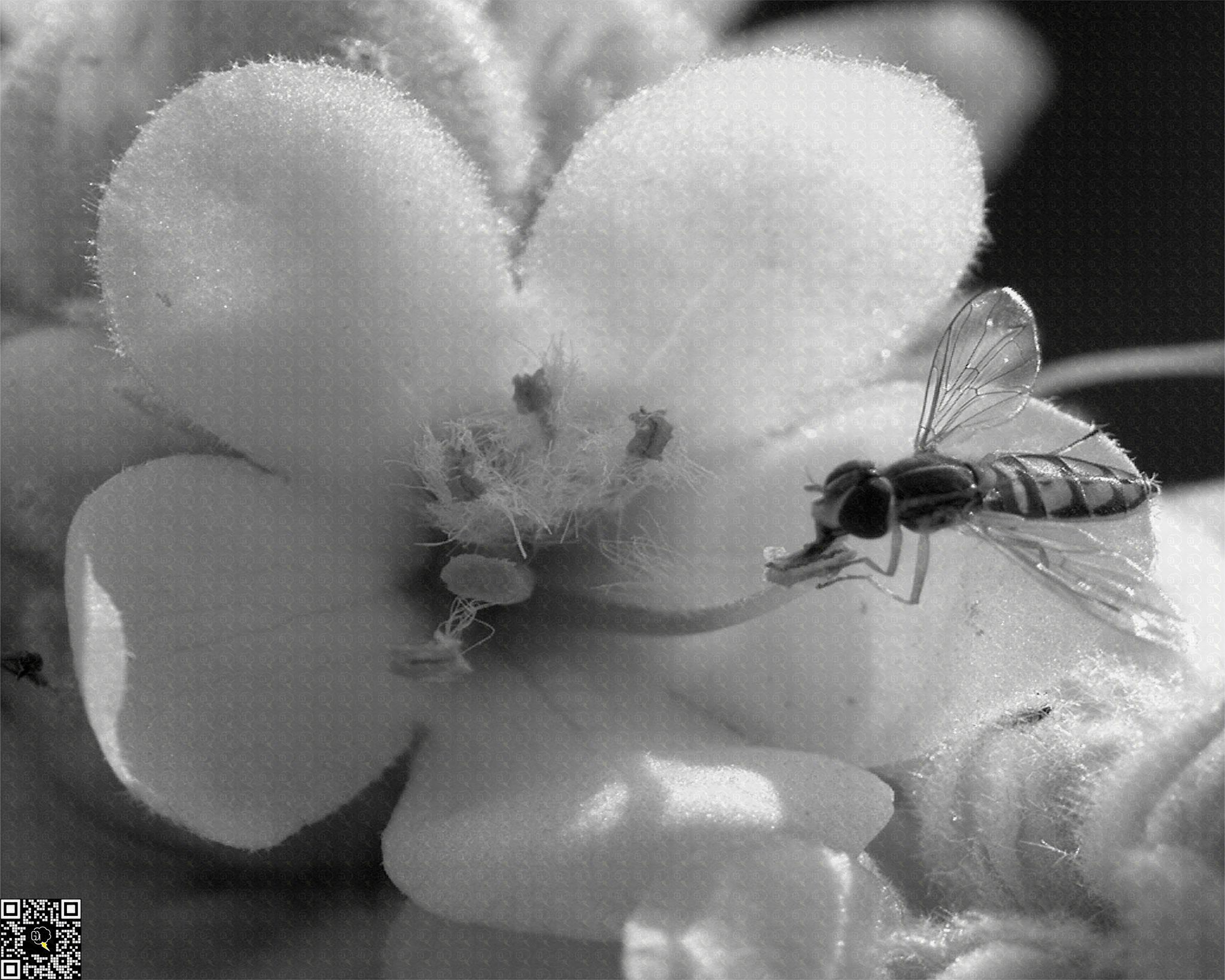 Black and white image capturing the essence of a flower and its pollinator.