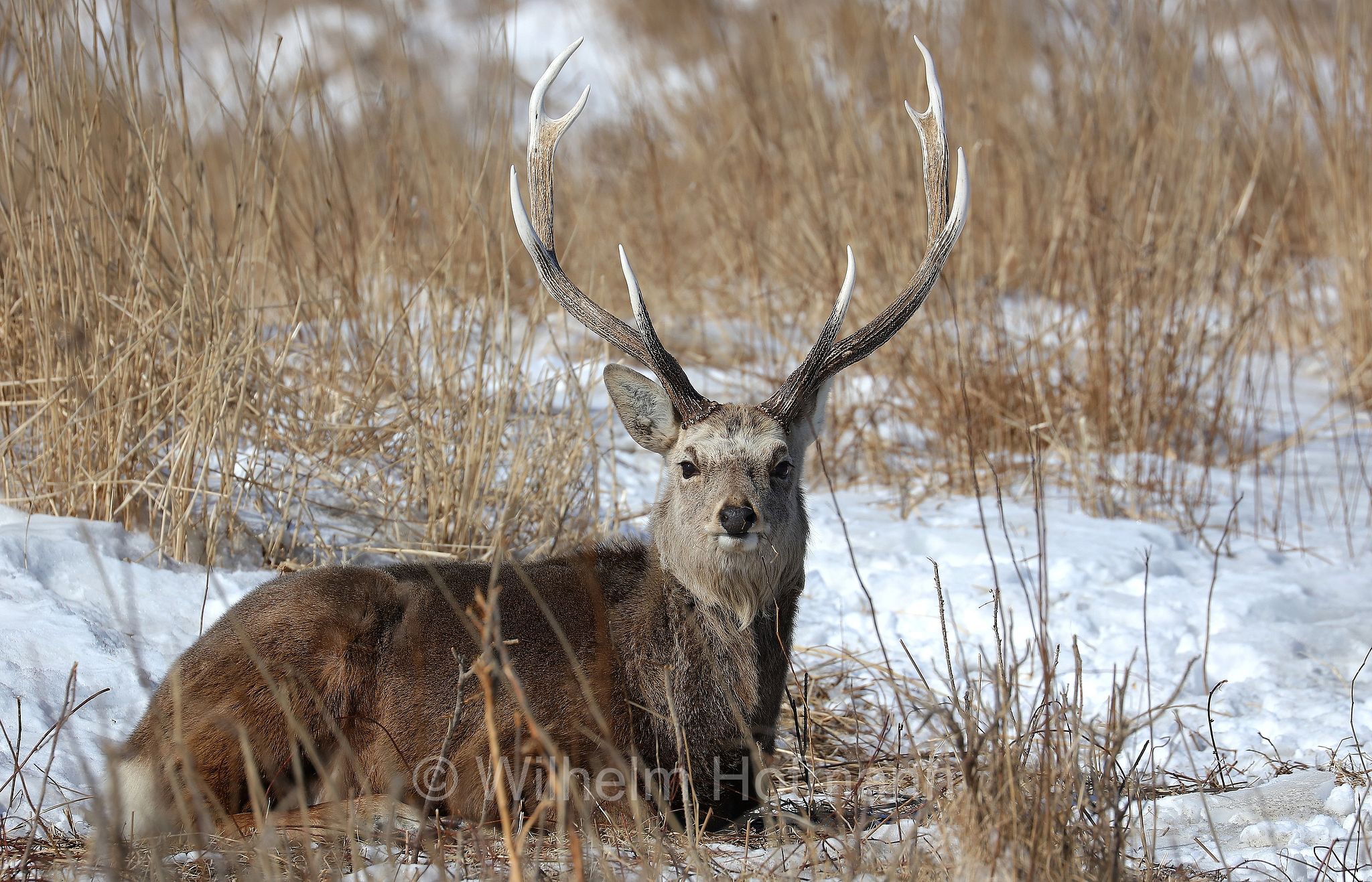 sika deer, northern spotted deer, Japanese deer, Sikahirsch, cervo sika, cervo shika, cervo del Giappone, Cervus nippon, Notsuke Peninsula, Notsuke Halbinsel, Penisola di Notsuke, Hokkaidō, Hokkaido, Japan, Giappone