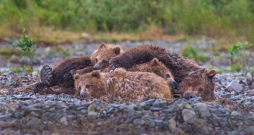 Bear Snuggles