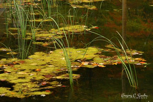 Autumn Pond