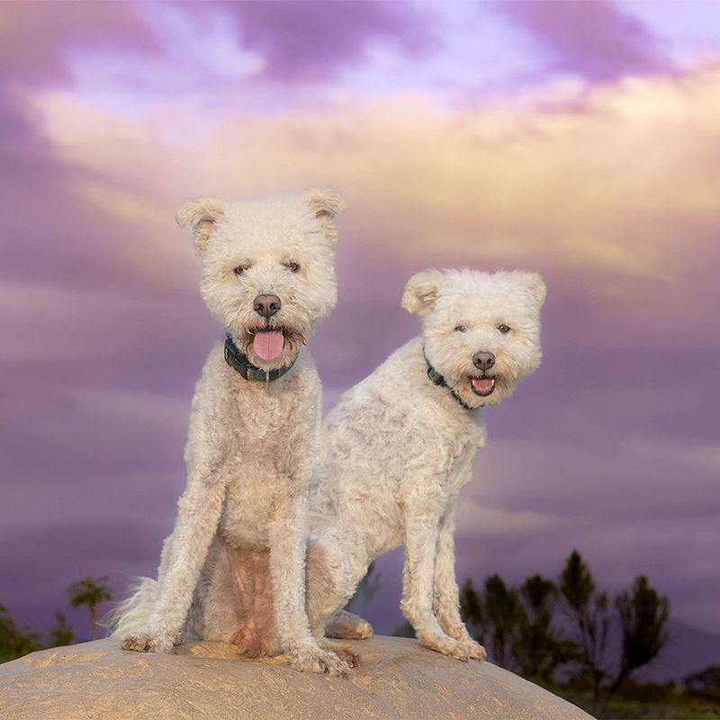 Vote for Clover and Frizzle