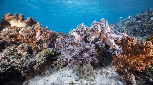 Nephtheidae – Bäumchen-Weichkorallen und Sarcophyton sp. – Pilzlederkoralle