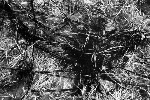 Bufo bufo - Common toad