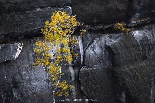 Betula pendula - Silver birch