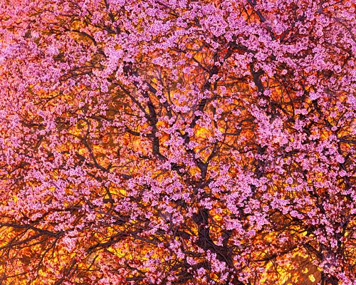 Zierkirsche blühend