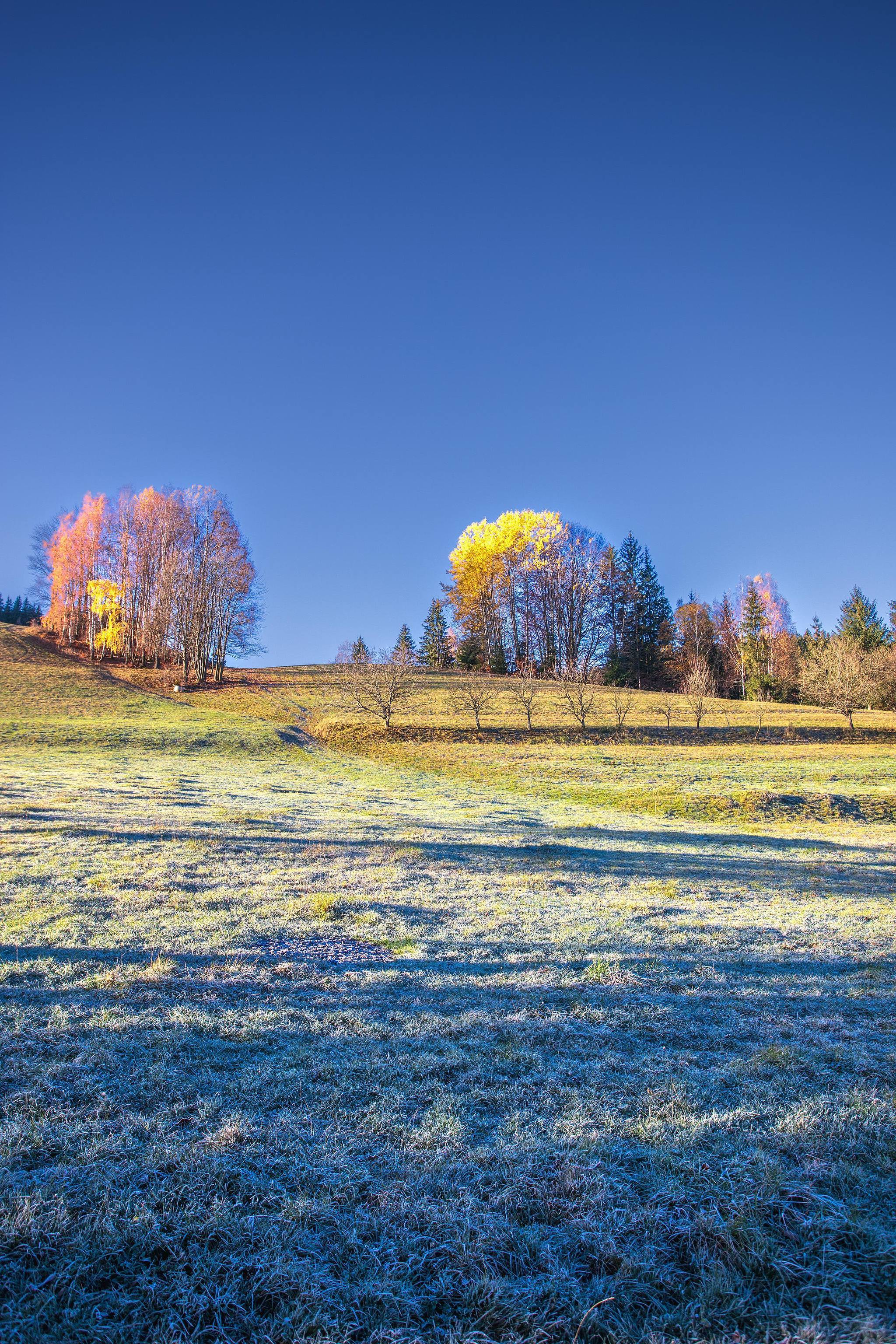 Étendue herbacée froide avec arbres lointains.