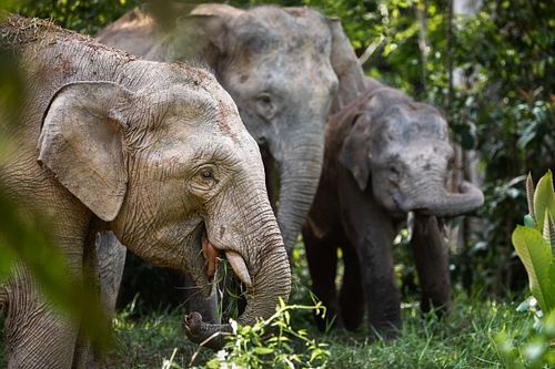 Elephas maximus borneensis - Borneo pygmy elephant