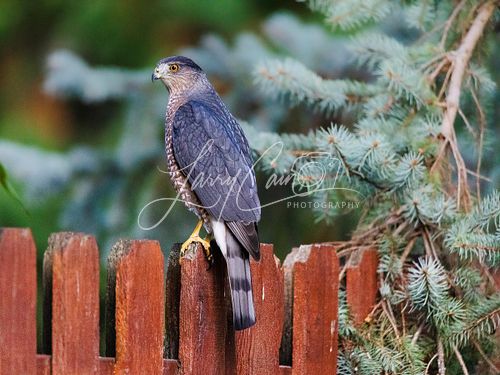 A vibrant Cooper's Hawk perched on a wooden fence.