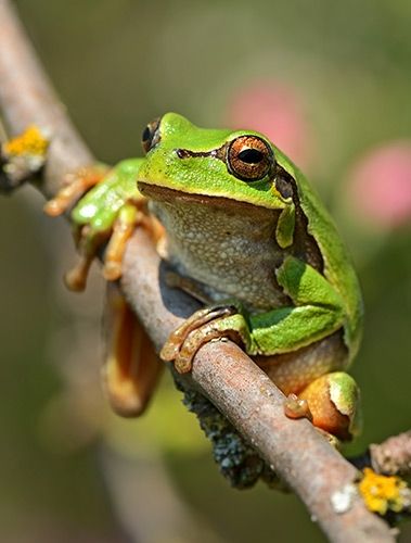 Beispiel für Makroobjektivfotografie