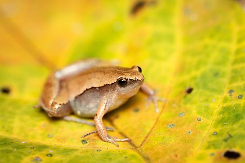 Microhyla heymonsi – Dark-sided chorus frog