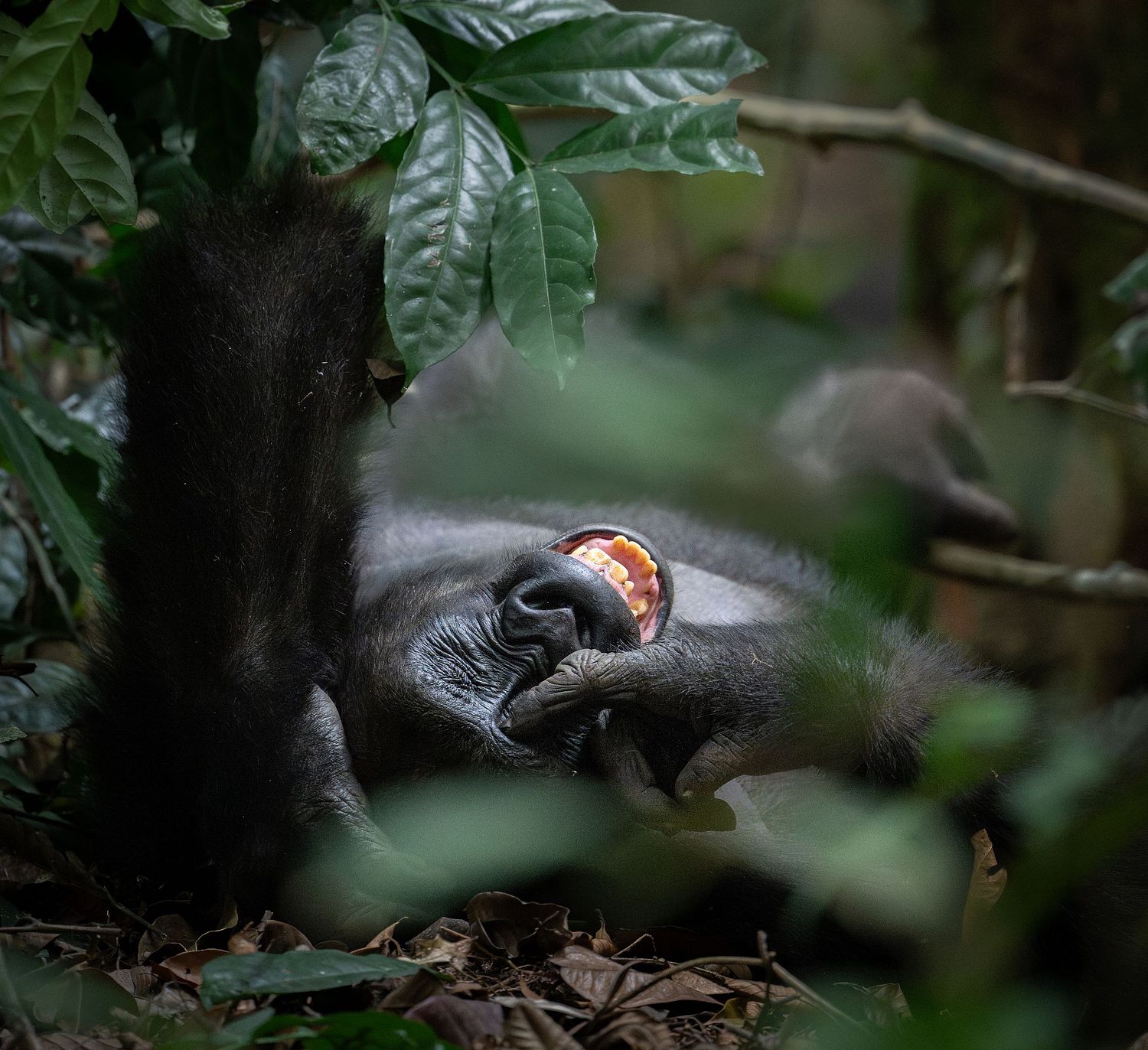 West Lowland Gorilla, Gorilla gorilla gorilla, Gabon, Loango national park, critically endangered species