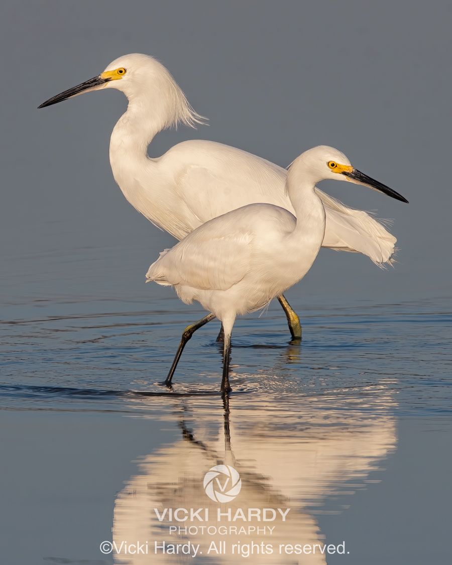 Vicki Hardy Photography Wildlife