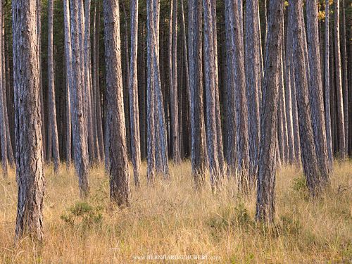 Pinus nigra - Austrian pine