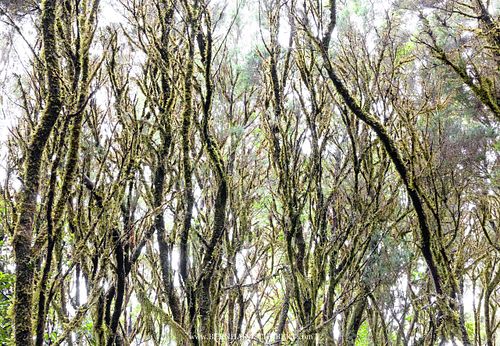 Moosbewachsene Baumheide