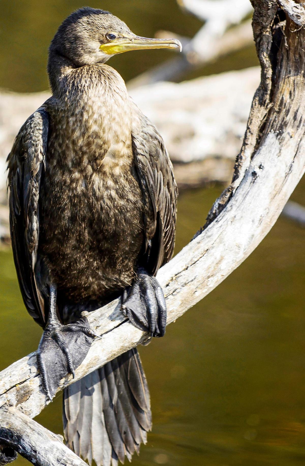 Bird, bird photography, forest jungle, macro,