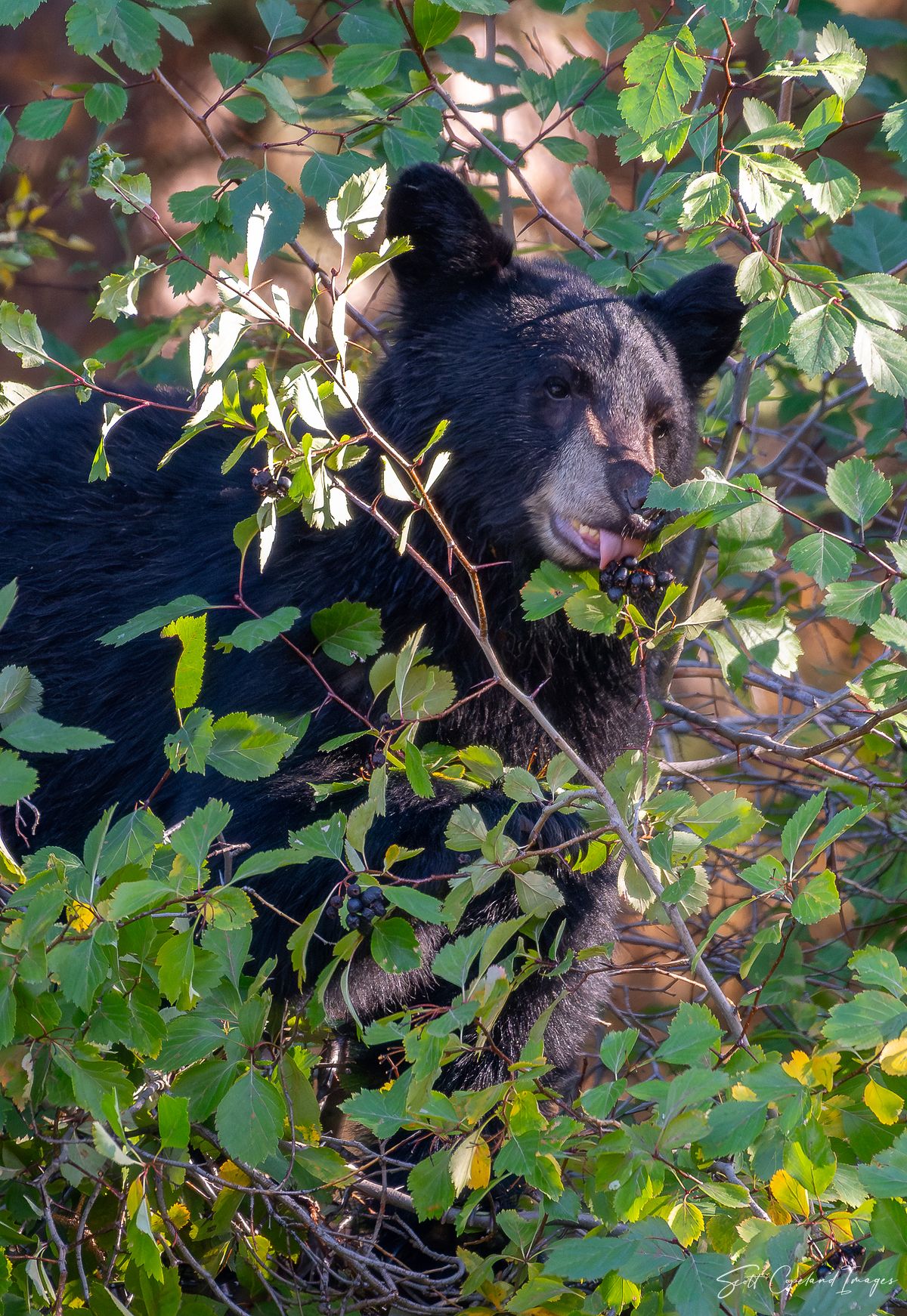 Bear Berry Grab