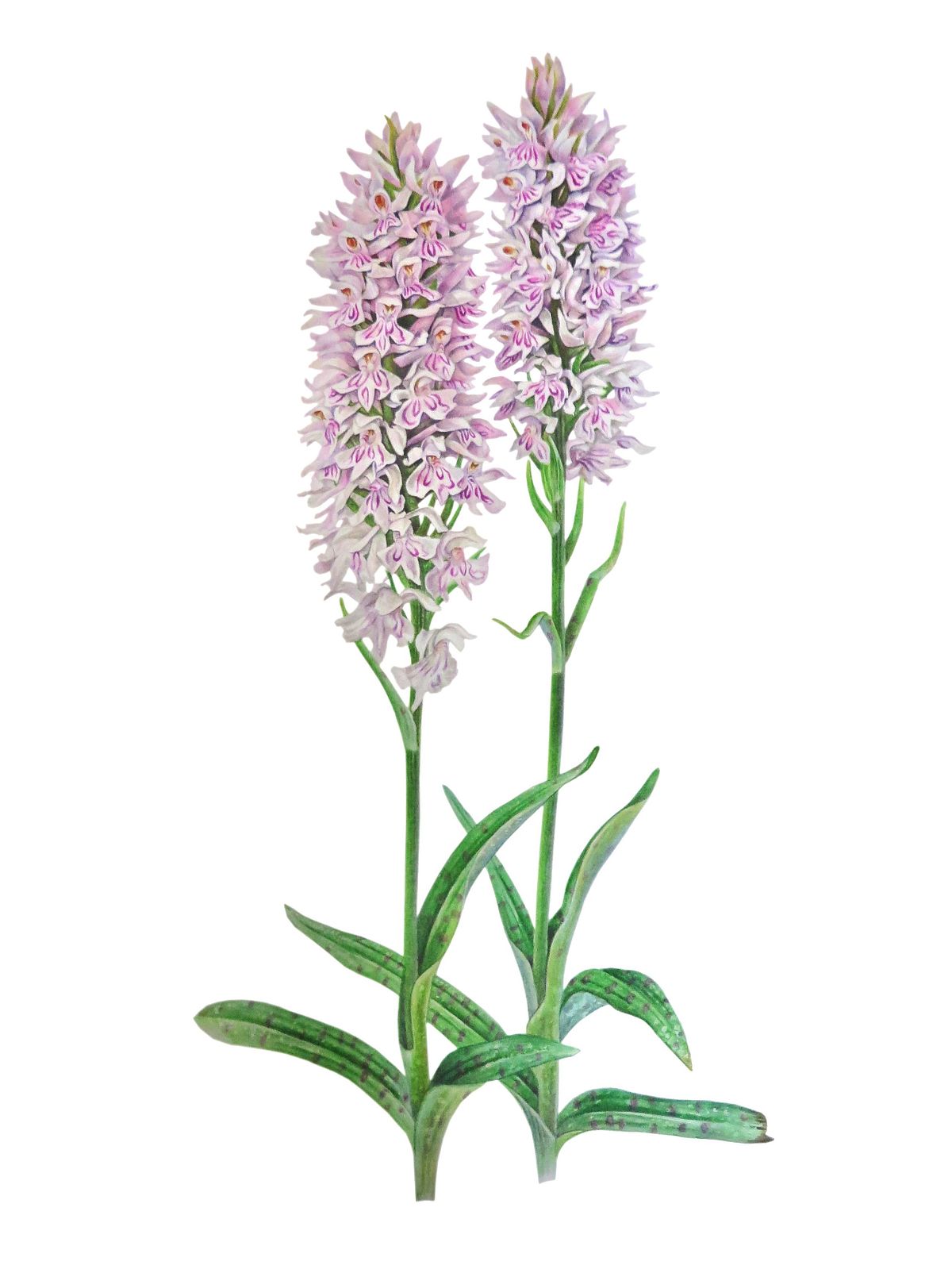 Botanical artwork of Common spotted orchid