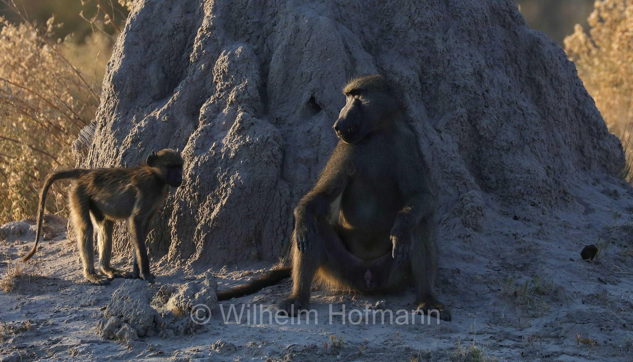 chacma baboon, Cape baboon, Bärenpavian, Tschakma, babbuino nero, Papio ursinus﻿, Moremi Game Reserve, Moremi-Wildreservat, Okavango Delta, Okavango Grassland, Botswana, Republik Botsuana