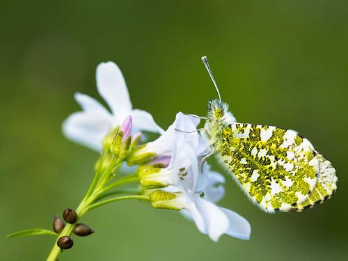 Anthocharis cardamines - Orange tip