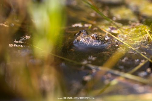 Bombina variegata - Yellow-bellied toad