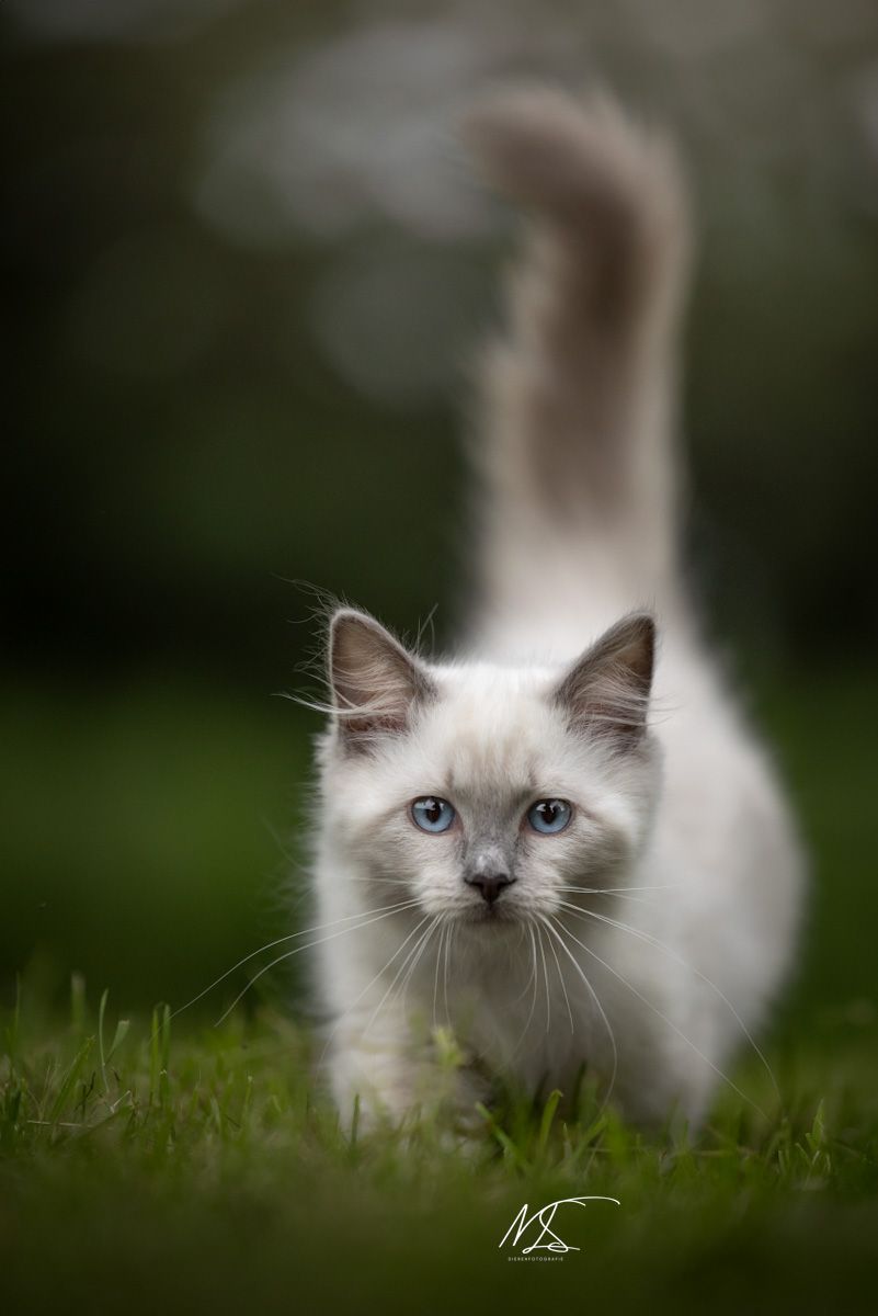 Ragdoll kitten actiefoto die recht op de camera afloopt met staart omhoog