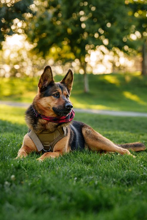 German Shepherd relaxing on the green grass at the park.